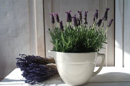 Crème kleurige kan *Verkocht* 