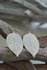 Oorbellen Leaf white_